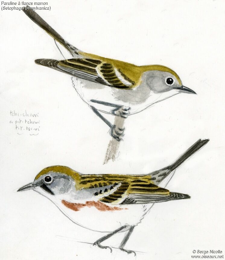 Chestnut-sided Warbler, identification