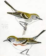 Chestnut-sided Warbler