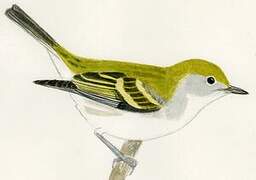 Chestnut-sided Warbler