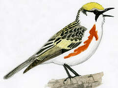 Chestnut-sided Warbler