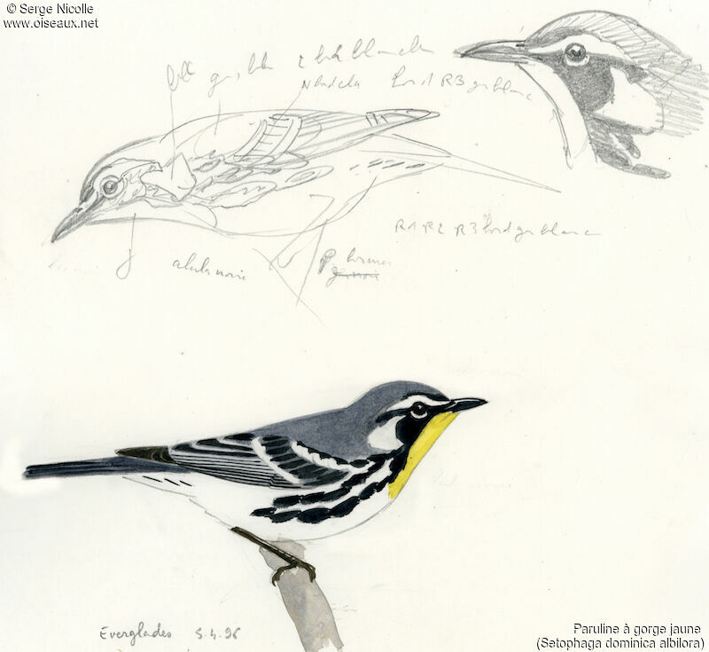 Yellow-throated Warbler, identification