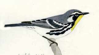 Yellow-throated Warbler