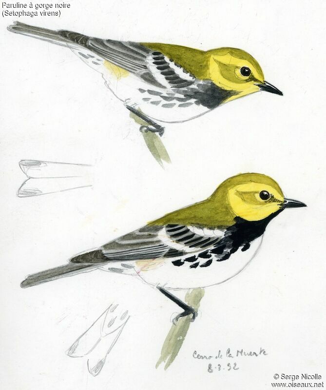 Black-throated Green Warbler, identification