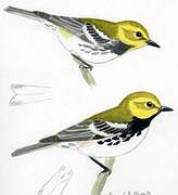 Black-throated Green Warbler