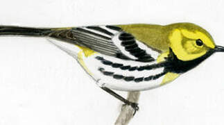 Black-throated Green Warbler