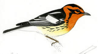 Blackburnian Warbler