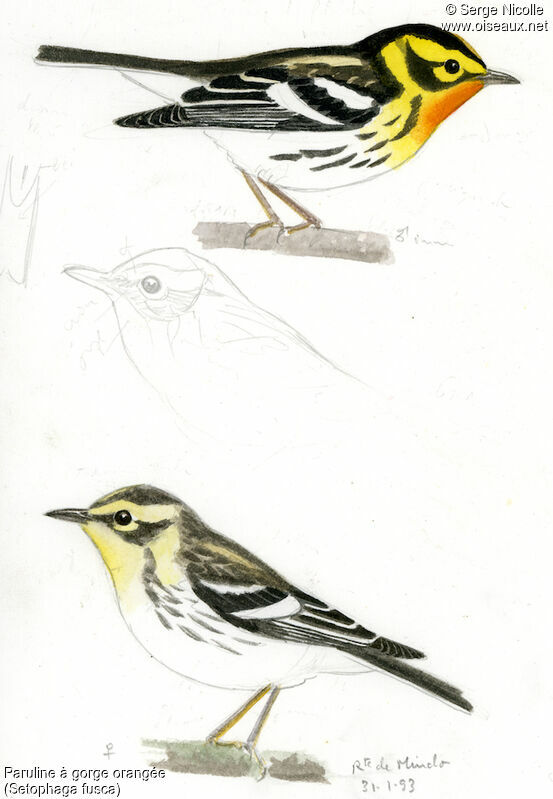 Blackburnian Warbler, identification