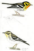 Blackburnian Warbler