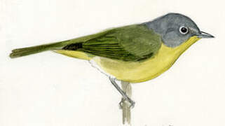 Nashville Warbler