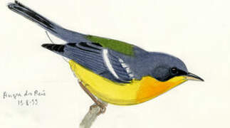 Tropical Parula