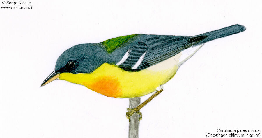 Tropical Parula, identification