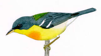 Tropical Parula