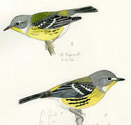 Magnolia Warbler