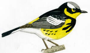 Magnolia Warbler