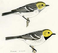 Hermit Warbler