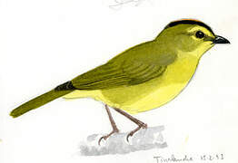 Cuzco Warbler