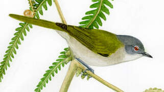 Green-tailed Warbler