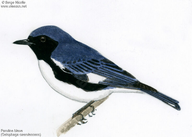 Paruline bleue mâle, identification