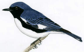 Black-throated Blue Warbler