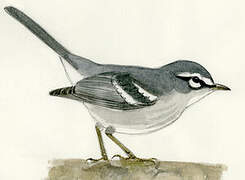 Plumbeous Warbler