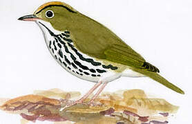 Ovenbird