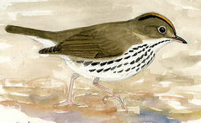 Ovenbird