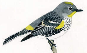 Audubon's Warbler