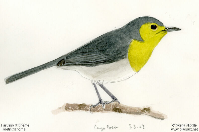 Oriente Warbler, identification