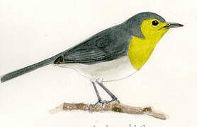 Oriente Warbler