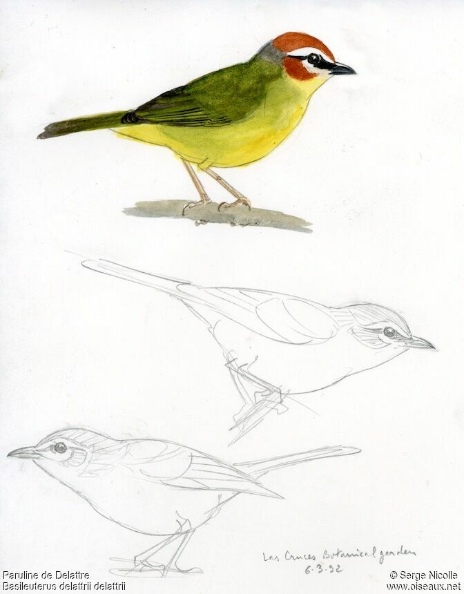 Chestnut-capped Warbler, identification