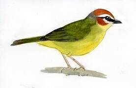 Chestnut-capped Warbler