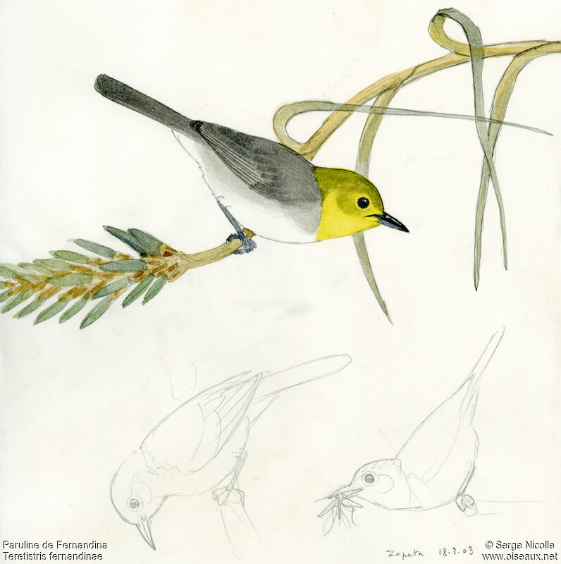 Yellow-headed Warbler, identification