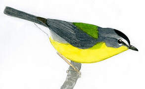 Grey-and-gold Warbler