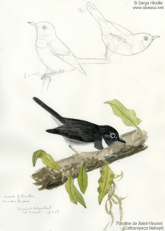 Whistling Warbler, identification