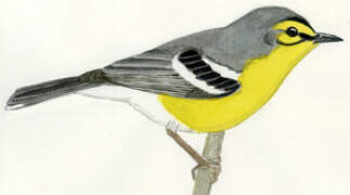 St. Lucia Warbler