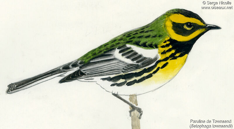 Townsend's Warbler, identification