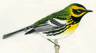 Townsend's Warbler