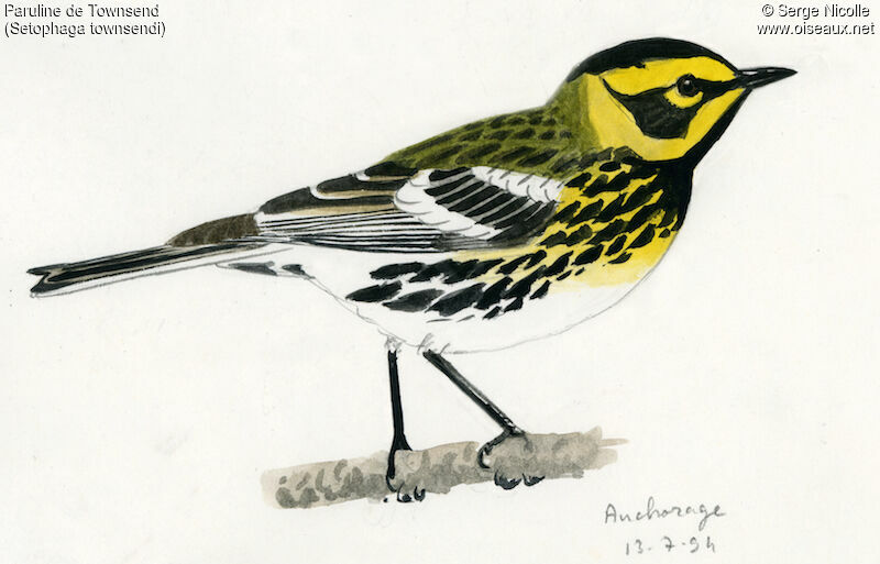 Townsend's Warbler, identification