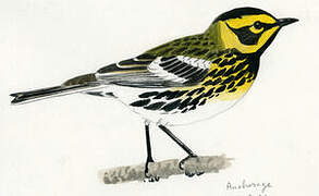 Townsend's Warbler