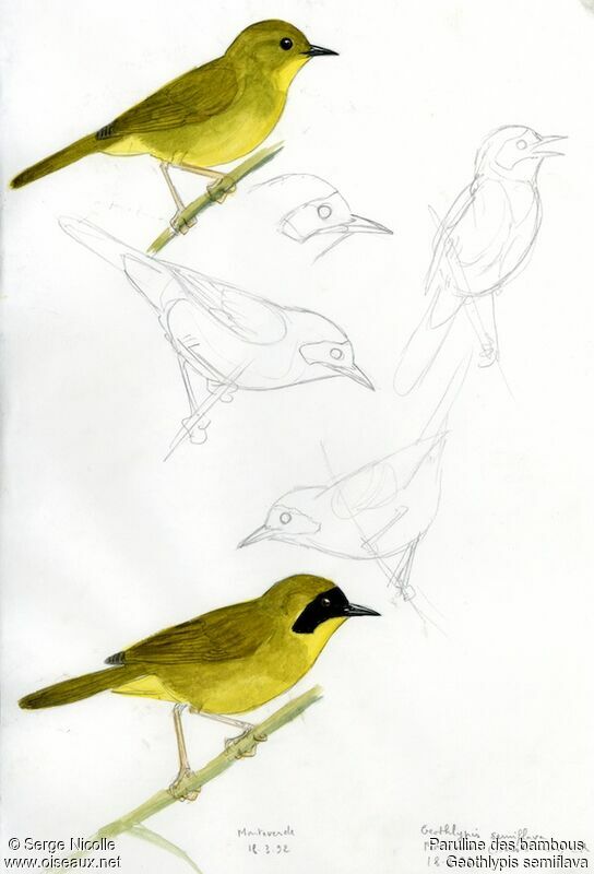 Olive-crowned Yellowthroat , identification