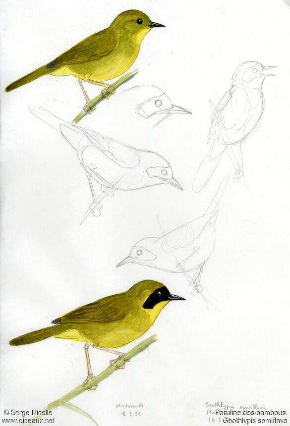 Olive-crowned Yellowthroat , identification