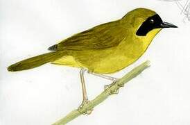 Olive-crowned Yellowthroat