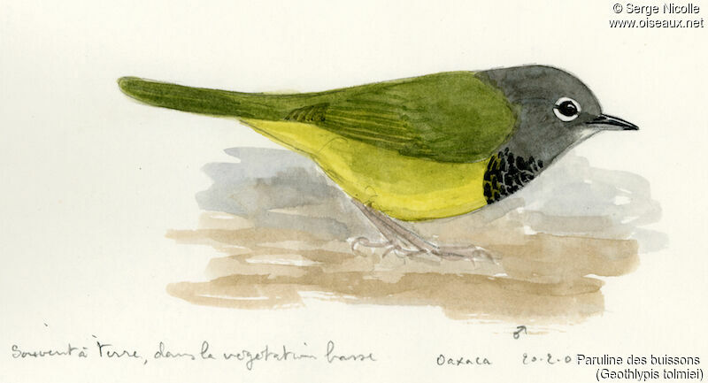 MacGillivray's Warbler male, identification