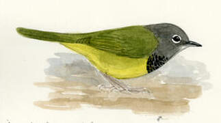 MacGillivray's Warbler