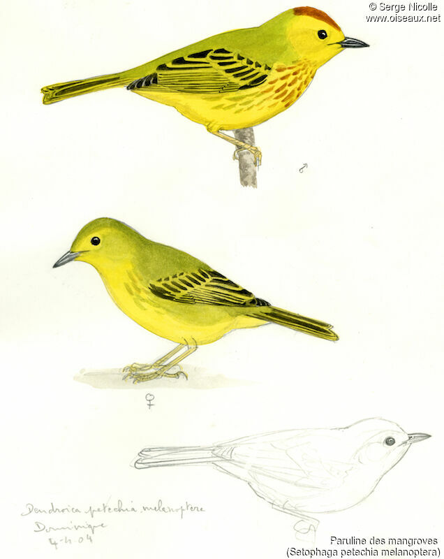 Mangrove Warbler , identification