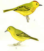 Mangrove Warbler