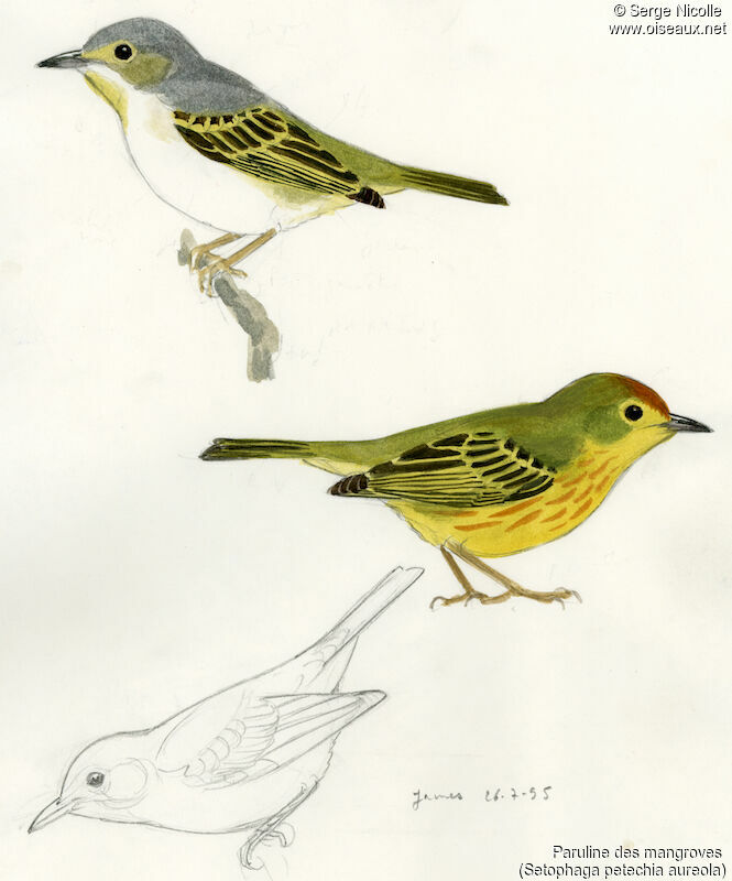 Mangrove Warbler, identification