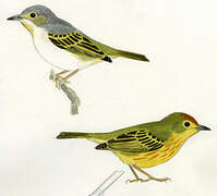 Mangrove Warbler