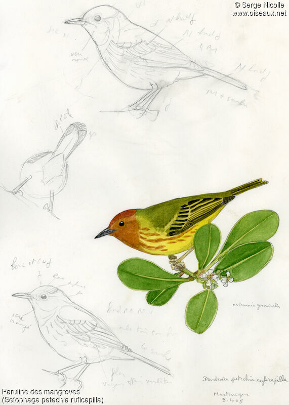 Mangrove Warbler, identification