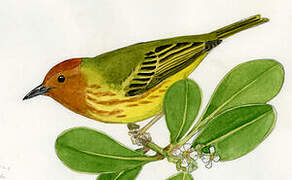 Mangrove Warbler